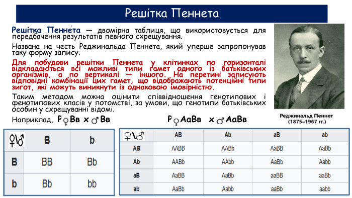 Решітка Пеннета. Решітка Пенне́та — двомірна таблиця, що використовується для передбачення результатів певного схрещування. Названа на честь Реджинальда Пеннета, який уперше запропонував таку форму запису. Для побудови решітки Пеннета у клітинках по горизонталі відкладаються всі можливі типи гамет одного із батьківських організмів, а по вертикалі — іншого. На перетині записують відповідні комбінації цих гамет, що відображають потенційні типи зигот, які можуть виникнути із однаковою імовірністю. Таким методом можна оцінити співвідношення генотипових і фенотипових класів у потомстві, за умови, що генотипи батьківських особин у схрещуванні відомі. Наприклад, Р Вв х Вв Р Аа. Вв х Аа. Вв