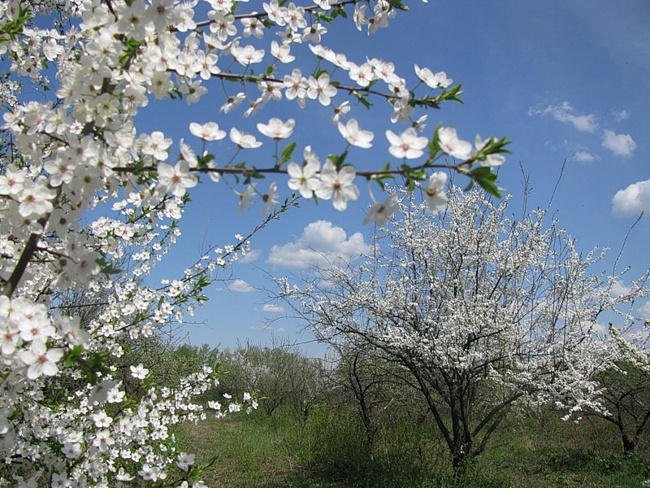 вишневу Україну.jpg