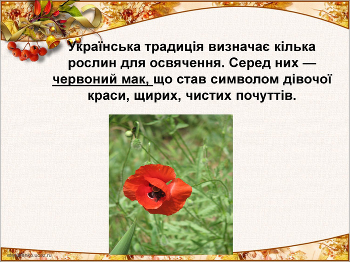 Українська традиція визначає кілька рослин для освячення. Серед них — червоний мак, що став символом дівочої краси, щирих, чистих почуттів. 