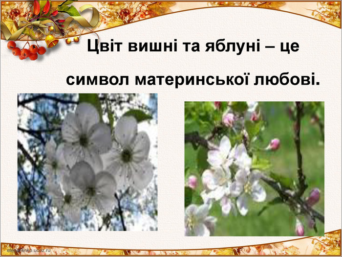 Цвіт вишні та яблуні – це символ материнської любові. 