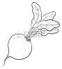D:\Documents and Settings\Admin\Рабочий стол\зошит\9719810-vegetable,-beet-with-leaves,-vector,-monochrome-contours-on-white.jpg