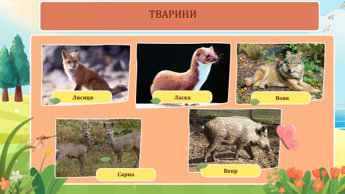 Лисиця. Ласка. Вепр. Сарна. Вовк. ТВАРИНИ 