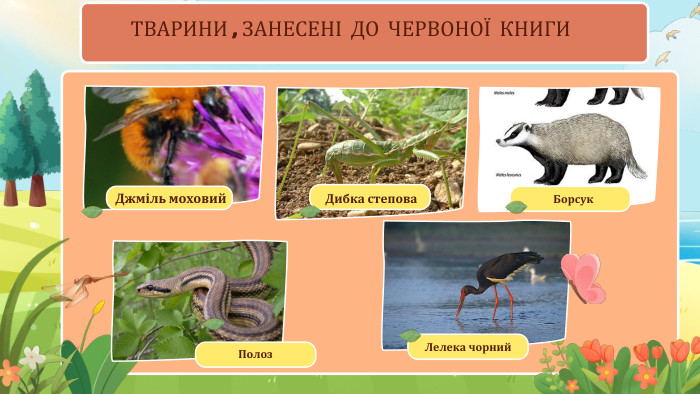 Дибка степова. Джміль моховий. Лелека чорний. Полоз. Борсук. ТВАРИНИ , ЗАНЕСЕНІ ДО ЧЕРВОНОЇ КНИГИ