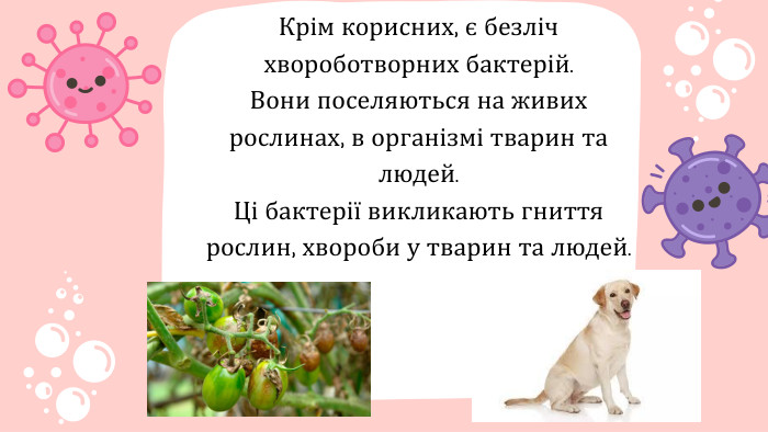Крім корисних, є безліч хвороботворних бактерій. Вони поселяються на живих рослинах, в організмі тварин та людей. Ці бактерії викликають гниття рослин, хвороби у тварин та людей.