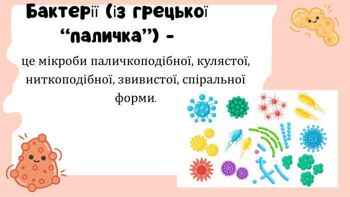 це мікроби паличкоподібної, кулястої, ниткоподібної, звивистої, спіральної форми. Бактерії (із грецької “паличка”) - 