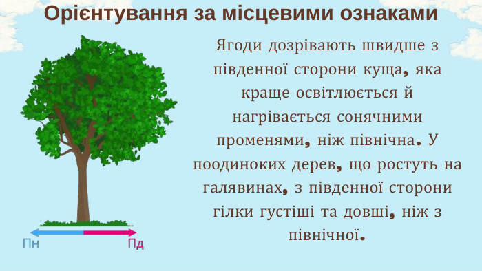 Ягоди дозрівають швидше з південної сторони куща, яка краще освітлюється й нагрівається сонячними променями, ніж північна. У поодиноких дерев, що ростуть на галявинах, з південної сторони гілки густіші та довші, ніж з північної. Орієнтування за місцевими ознаками