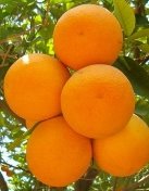 Картинки по запросу апельсин