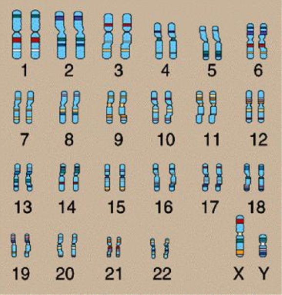 Хромосомний набір