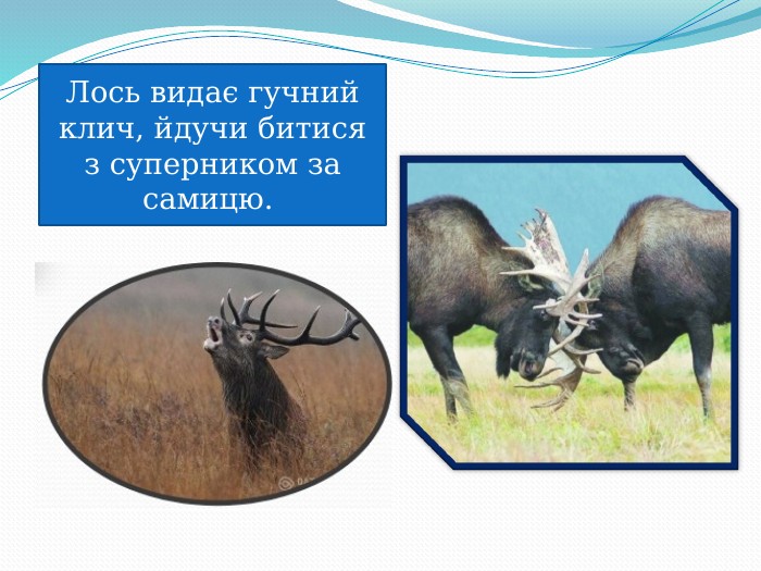 Лось видає гучний клич, йдучи битися з суперником за самицю.  
