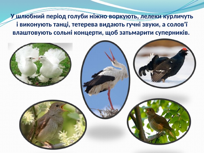 У шлюбний період голуби ніжно воркують, лелеки курличуть і виконують танці, тетерева видають гучні звуки, а солов'ї влаштовують сольні концерти, щоб затьмарити суперників.  