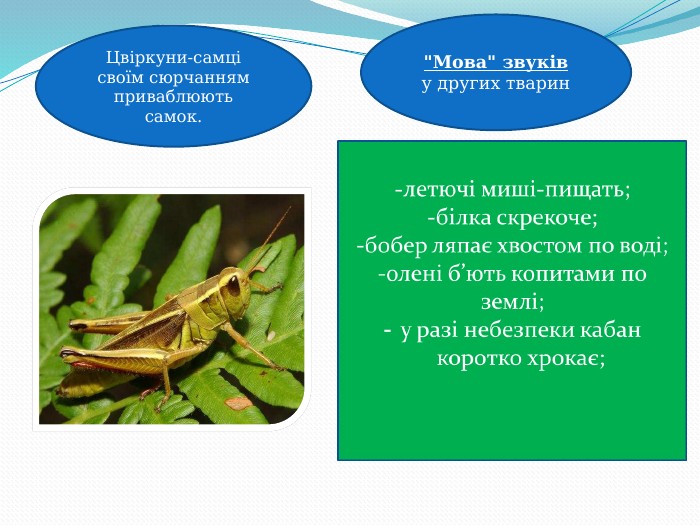     дельфіни  імітують звуки.  Цвіркуни-самці своїм сюрчанням приваблюють самок. 