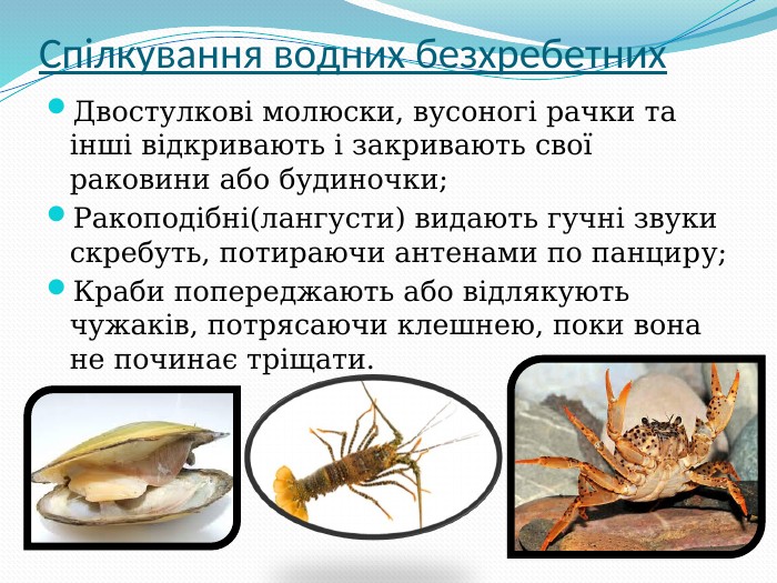 Спілкування водних безхребетних Двостулкові молюски, вусоногі рачки та інші відкривають і закривають свої раковини або будиночки; Ракоподібні(лангусти) видають гучні звуки скребуть, потираючи антенами по панциру; Краби попереджають або відлякують чужаків, потрясаючи клешнею, поки вона не починає тріщати.  