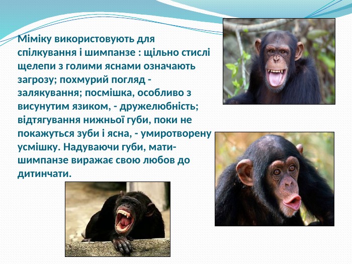 Міміку використовують для спілкування і шимпанзе : щільно стислі щелепи з голими яснами означають загрозу; похмурий погляд - залякування; посмішка, особливо з висунутим язиком, - дружелюбність; відтягування нижньої губи, поки не покажуться зуби і ясна, - умиротворену усмішку. Надуваючи губи, мати-шимпанзе виражає свою любов до дитинчати.   