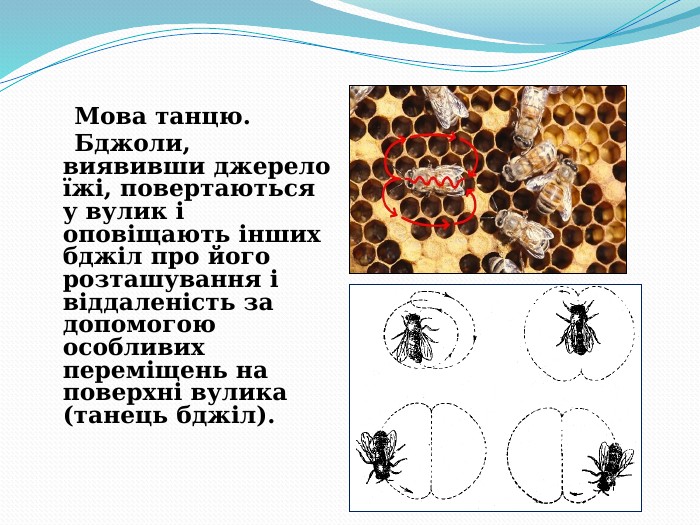      Мова танцю.     Бджоли, виявивши джерело їжі, повертаються у вулик і оповіщають інших бджіл про його розташування і віддаленість за допомогою особливих переміщень на поверхні вулика (танець бджіл).  