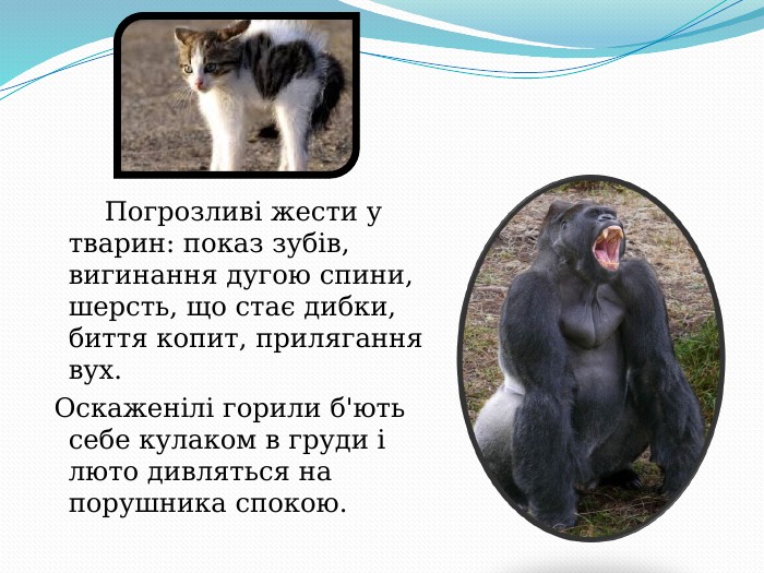        Погрозливі жести у тварин: показ зубів, вигинання дугою спини, шерсть, що стає дибки, биття копит, прилягання вух.  Оскаженілі горили б'ють себе кулаком в груди і люто дивляться на порушника спокою.  