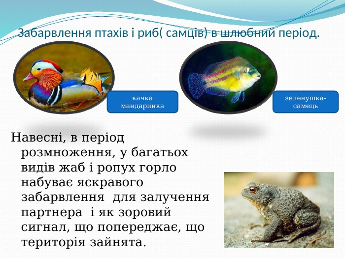 Забарвлення птахів і риб( самців) в шлюбний період.   Навесні, в період розмноження, у багатьох видів жаб і ропух горло набуває яскравого забарвлення  для залучення партнера  і як зоровий сигнал, що попереджає, що територія зайнята.  качка мандаринка зеленушка-самець 