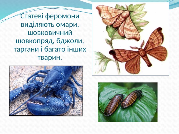 Статеві феромони виділяють омари, шовковичний шовкопряд, бджоли, таргани і багато інших тварин.  