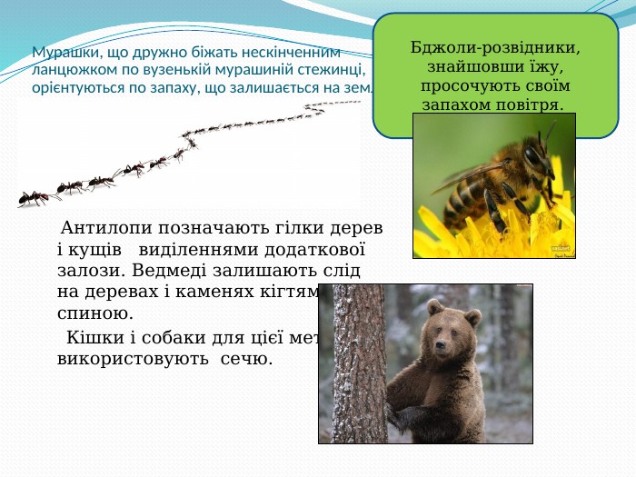 Мурашки, що дружно біжать нескінченним ланцюжком по вузенькій мурашиній стежинці, орієнтуються по запаху, що залишається на землі особинами, що попереду йдуть.      Антилопи позначають гілки дерев і кущів   виділеннями додаткової залози. Ведмеді залишають слід на деревах і каменях кігтями і спиною.      Кішки і собаки для цієї мети використовують  сечю.  Бджоли-розвідники, знайшовши їжу, просочують своїм запахом повітря.  