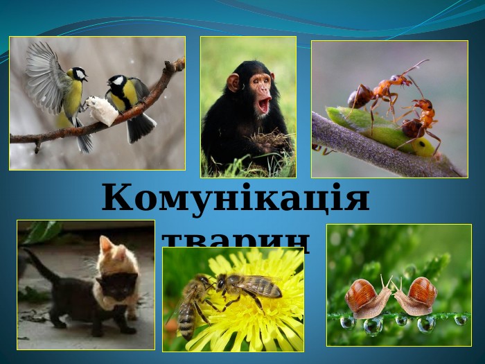 Комунікація тварин 