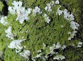 http://byology.ru/wp-content/uploads/2012/02/lichenes.jpg