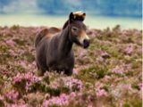 Photo of pony grazing in field of heather