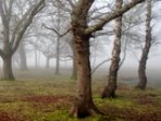 Photo: Mist-shrouded trees