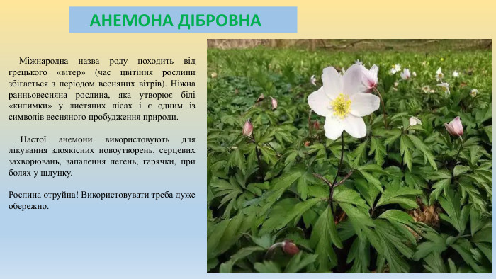  АНЕМОНА ДІБРОВНА Міжнародна назва роду походить від грецького «вітер» (час цвітіння рослини збігається з періодом весняних вітрів). Ніжна ранньовесняна рослина, яка утворює білі «килимки» у листяних лісах і є одним із символів весняного пробудження природи. Настої анемони використовують для лікування злоякісних новоутворень, серцевих захворювань, запалення легень, гарячки, при болях у шлунку. Рослина отруйна! Використовувати треба дуже обережно.