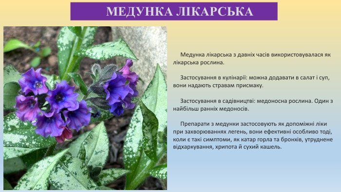  МЕДУНКА ЛІКАРСЬКА Медунка лікарська з давніх часів використовувалася як лікарська рослина. Застосування в кулінарії: можна додавати в салат і суп, вони надають стравам присмаку. Застосування в садівництві: медоносна рослина. Один з найбільш ранніх медоносів. Препарати з медунки застосовують як допоміжні ліки при захворюваннях легень, вони ефективні особливо тоді, коли є такі симптоми, як катар горла та бронхів, утруднене відхаркування, хрипота й сухий кашель.