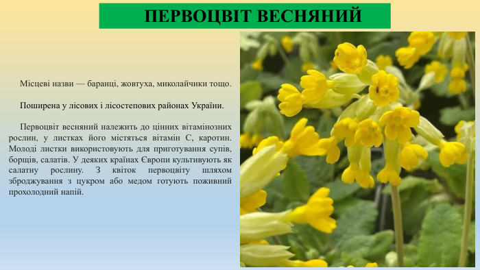  ПЕРВОЦВІТ ВЕСНЯНИЙ Місцеві назви — баранці, жовтуха, миколайчики тощо. Поширена у лісових і лісостепових районах України. Первоцвіт весняний належить до цінних вітамінозних рослин, у листках його містяться вітамін С, каротин. Молоді листки використовують для приготування супів, борщів, салатів. У деяких країнах Європи культивують як салатну рослину. З квіток первоцвіту шляхом зброджування з цукром або медом готують поживний прохолодний напій.