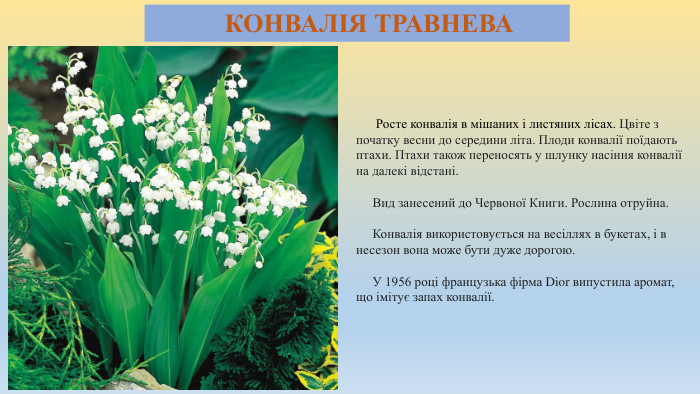  КОНВАЛІЯ ТРАВНЕВА Росте конвалія в мішаних і листяних лісах. Цвіте з початку весни до середини літа. Плоди конвалії поїдають птахи. Птахи також переносять у шлунку насіння конвалії на далекі відстані. Вид занесений до Червоної Книги. Рослина отруйна. Конвалія використовується на весіллях в букетах, і в несезон вона може бути дуже дорогою. У 1956 році французька фірма Dior випустила аромат, що імітує запах конвалії.