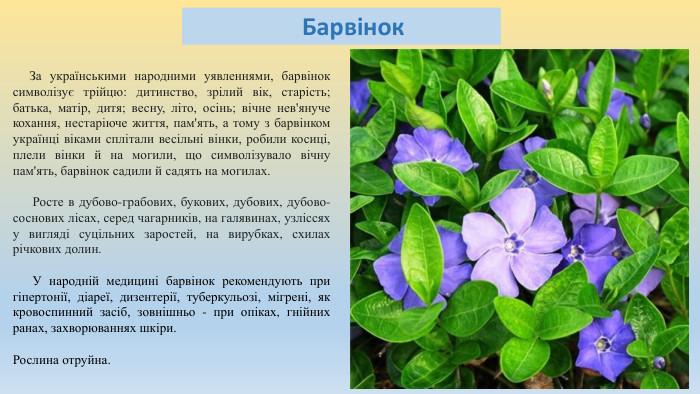  Барвінок За українськими народними уявленнями, барвінок символізує трійцю: дитинство, зрілий вік, старість; батька, матір, дитя; весну, літо, осінь; вічне нев'януче кохання, нестаріюче життя, пам'ять, а тому з барвінком українці віками сплітали весільні вінки, робили косиці, плели вінки й на могили, що символізувало вічну пам'ять, барвінок садили й садять на могилах. Росте в дубово-грабових, букових, дубових, дубово-соснових лісах, серед чагарників, на галявинах, узліссях у вигляді суцільних заростей, на вирубках, схилах річкових долин. У народній медицині барвінок рекомендують при гіпертонії, діареї, дизентерії, туберкульозі, мігрені, як кровоспинний засіб, зовнішньо - при опіках, гнійних ранах, захворюваннях шкіри. Рослина отруйна.