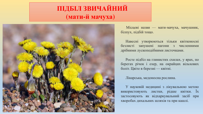  ПІДБІЛ ЗВИЧАЙНИЙ (мати-й мачуха) Місцеві назви — мати-мачуха, мачушник, білпух, підбій тощо.  Навесні утворюються тільки квітконосні безлисті запушені пагони з численними дрібними лускоподібними листочками.  Росте підбіл на глинистих схилах, у ярах, по берегах річок і озер, на окрайцях вільхових боліт. Цвіте в березні — квітні.  Лікарська, медоносна рослина. У науковій медицині з лікувальною метою використовують листки, рідше квітки. Їх застосовують як відхаркувальний засіб при хворобах дихальних шляхів та при кашлі. 