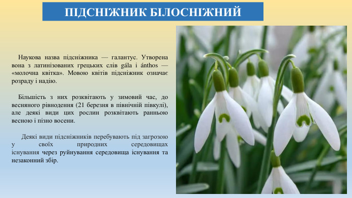 ПІДСНІЖНИК БІЛОСНІЖНИЙ Наукова назва підсніжника — галантус. Утворена вона з латинізованих грецьких слів gála і ánthos — «молочна квітка». Мовою квітів підсніжник означає розраду і надію. Більшість з них розквітають у зимовий час, до весняного рівнодення (21 березня в північній півкулі), але деякі види цих рослин розквітають ранньою весною і пізно восени. Деякі види підсніжників перебувають під загрозою у своїх природних середовищах існування через руйнування середовища існування та незаконний збір.