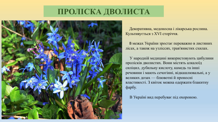 ПРОЛІСКА ДВОЛИСТА Декоративна, медоносна і лікарська рослина. Культивується з XVI сторіччя. В межах України зростає переважно в листяних лісах, а також на узліссях, трав'янистих схилах. У народній медицині використовують цибулини пролісків дволистих. Вони містять алкалоїд силіцил, дубильну кислоту, камедь та інші речовини і мають сечогінні, відкашлювальні, а у великих дозах — блювотні й проносні властивості. З квіток можна одержати блакитну фарбу. В Україні вид перебуває під охороною.