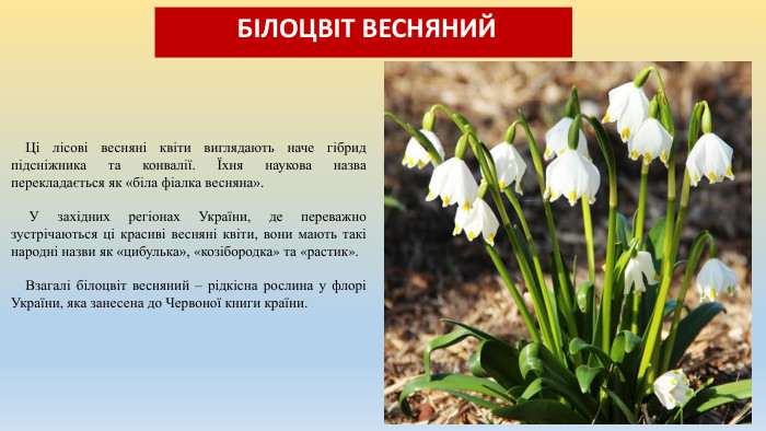  БІЛОЦВІТ ВЕСНЯНИЙ Ці лісові весняні квіти виглядають наче гібрид підсніжника та конвалії. Їхня наукова назва перекладається як «біла фіалка весняна». У західних регіонах України, де переважно зустрічаються ці красиві весняні квіти, вони мають такі народні назви як «цибулька», «козібородка» та «растик». Взагалі білоцвіт весняний – рідкісна рослина у флорі України, яка занесена до Червоної книги країни.