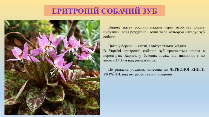 ЕРИТРОНІЙ СОБАЧИЙ ЗУБ Видову назву рослині надали через особливу форму цибулини, вона розділена і зовні та за кольором нагадує зуб собаки. Цвіте у березні – квітні, і квітує тільки 3-5днів. В Україні еритроній собачий зуб трапляється зрідка в передгір'ях Карпат, у букових лісах, від низовини і до висоти 1400 м над рівнем моря. Це рідкісна рослина, занесена до ЧЕРВОНОЇ КНИГИ УКРАЇНИ, вид потребує суворої охорони 