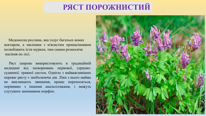  РЯСТ ПОРОЖНИСТИЙ Медоносна рослина, яка годує багатьох комах нектаром, а насінини з м'ясистим принасінником полюбляють їсти мурахи, тим самим розносячи насіння по лісі. Ряст широко використовують в традиційній медицині від захворювань нервової, серцево-судинної, травної систем. Однією з найважливіших переваг рясту є знеболююча дія. Ліки з нього майже не викликають звикання, краще переносяться, порівняно з іншими анальгетиками, і можуть слугувати замінником морфію. 