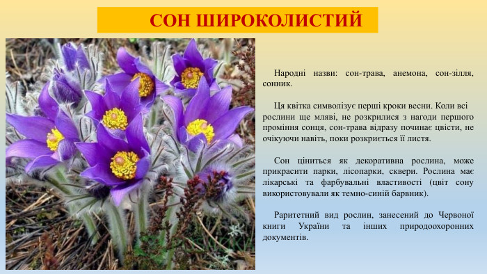  СОН ШИРОКОЛИСТИЙ Народні назви: сон-трава, анемона, сон-зілля, сонник. Ця квітка символізує перші кроки весни. Коли всі рослини ще мляві, не розкрилися з нагоди першого проміння сонця, сон-трава відразу починає цвісти, не очікуючи навіть, поки розкриється її листя. Сон ціниться як декоративна рослина, може прикрасити парки, лісопарки, сквери. Рослина має лікарські та фарбувальні властивості (цвіт сону використовували як темно-синій барвник). Раритетний вид рослин, занесений до Червоної книги України та інших природоохоронних документів. 