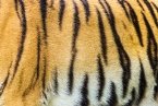 Результат пошуку зображень за запитом "шкіра тигра"