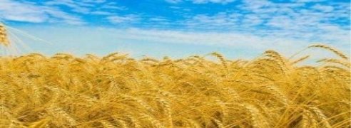 Картинки по запросу поле пшениці