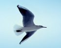 Описание: Animals_Birds_Seagull_in_the_sky_028842_.jpg