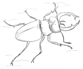 Результат пошуку зображень за запитом "розмальовка  жук"
