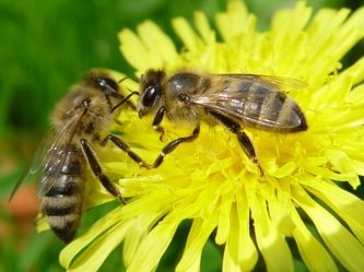 Результат пошуку зображень за запитом "зображення на квітах бджоли"