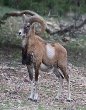 Закавказский горный баран — Википедия