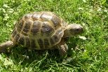 Global Master Group - The Russian Tortoise
