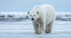 В аргентинському зоопарку помер останній у країні білий ведмідь | УНІАН