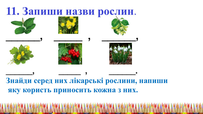 11. Запиши назви рослин.______, _____ , ______,______, _____ , ______. Знайди серед них лікарські рослини, напиши яку користь приносить кожна з них. 