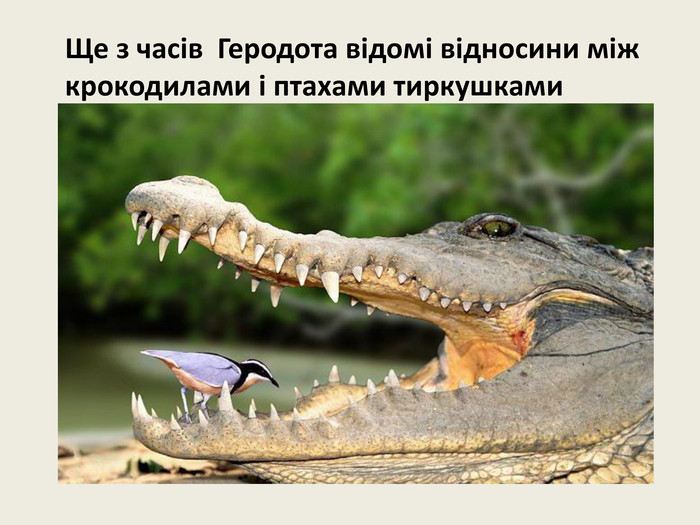 Ще з часів Геродота відомі відносини між крокодилами і птахами тиркушками