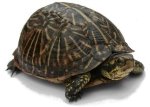 Картинки по запросу turtle