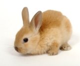 https://images.freeimages.com/images/thumbs/963/little-red-bunny-1372136.jpg